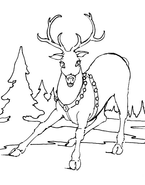 Reindeer